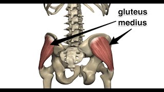 Two Minutes of Anatomy Gluteus Medius [upl. by Yaker]