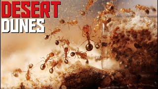 My PET FIRE ANTS are in the HUNDREDS [upl. by Aisnetroh184]