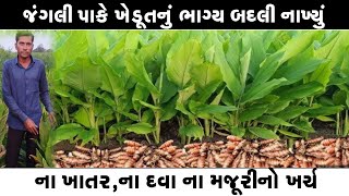 વિઘે 8 ખાંડી ઉત્પાદન ll ના ખાતરનો ખર્ચ થશે ના દવાનો ll ના ભૂંડ ખાશે ના ગાય ll મફતીયો પાક રોકડી આવક [upl. by Llevra116]