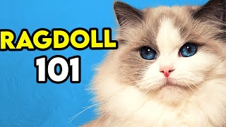 Ragdoll Cat 101  Learn EVERYTHING About Them [upl. by Renault18]