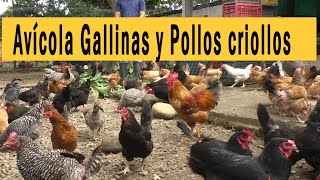 AVÍCOLA GALLINAS Y POLLOS CRIOLLOS [upl. by Epolenep]