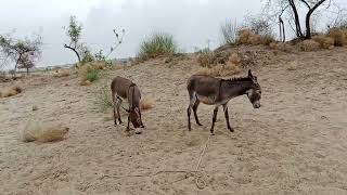 animals trending boht e piyari video hy wildlife [upl. by Ives]