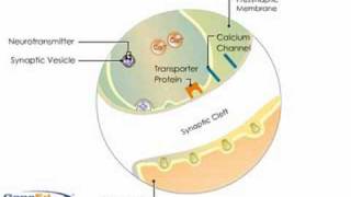 Synaptic Transmission [upl. by Ensign497]