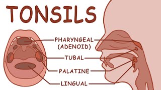 THE TONSILS  ANATOMY AND PHYSIOLOGY [upl. by Isahella190]