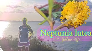 Neptunia lutea Analysis and Field Guide [upl. by Nohsid8]