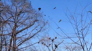 Buzzards Roost at Sardis Lake [upl. by Yesrej692]