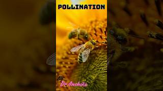 Self vs Cross Pollination PollinationPollination SelfPollination CrossPollination [upl. by Eniluj]