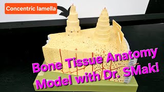 Bone Tissue Anatomy Model with Dr SMak [upl. by Carilyn]