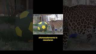 Conoce a Leo un Jagupardo – Hibrido entre Jaguar y Leopardo shorts animales [upl. by Yesnek]