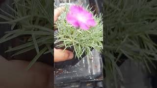 👁 👁  THIS FIREWITCH DIANTHUS PERENNIAL JUST FOUND ROOTED CUTTINGS [upl. by Worthy]