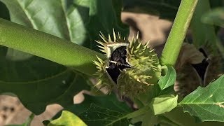 PLANTAS TÓXICAS 3 Estramonio o Berenjena del Diablo Datura stramonium [upl. by Tisdale812]