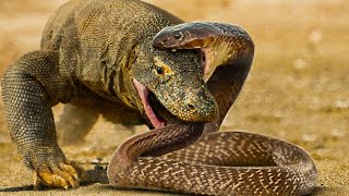 10 Natural Enemies Of Snakes That Terrify Them [upl. by Flip813]