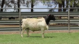 LOT 44  DORPER RAM 220764 [upl. by Doley819]