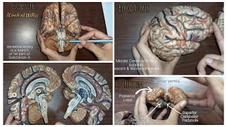 BRAIN  DETAILED MODEL WITH CLINICALS [upl. by Yeuh]