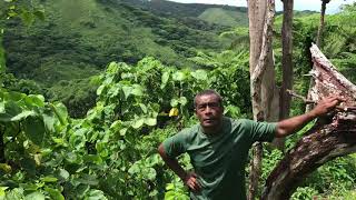 Visiting a 3 year old Kava Farm [upl. by Leoj]