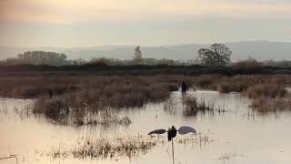 Sauvie Island duck hunting 20182019 season [upl. by Anastatius]