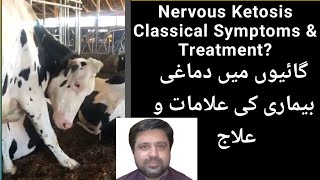 Classical Signs of Nervous Ketosis in Cow Before amp After Treatment ll Metabolic disorder [upl. by Ynittirb]