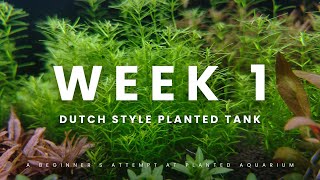 Dutch Style Planted Tank Week 1 Update [upl. by Namzaj670]