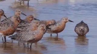 Calidris Sandpipers of Southern California [upl. by Anahcar30]