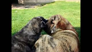 Spanish mastiff  Mastin espanol puppies [upl. by Fasa]