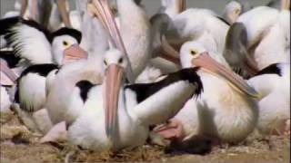 Pelicans  Outback Nomads  Documentary Full Film [upl. by Anoyk]