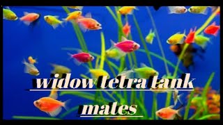 Top 9 Tank Mates For Colour Widow Tetra Fish  Fish knowledge [upl. by Elohcin]