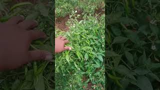 Chilli farm shree 12 33 virayti 🌿✅subscribe youtubeshorts vairalvideo [upl. by Jone]