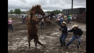 Wild Horse Racing In The MUD  2018 Miles City Bucking Horse Sale  1st Race [upl. by Palmira702]