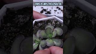 Lets Make Ping Babies Pinguicula Leaf Pulling Propagation  Carnivorous Plants [upl. by Aisetra146]