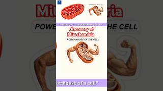 Discovery of Mitochondria biology science neet mitochondria shorts education school cell [upl. by Revilo481]