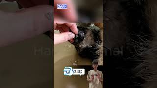 Remove maggot from dog skin animals asmr [upl. by Marie-Ann]