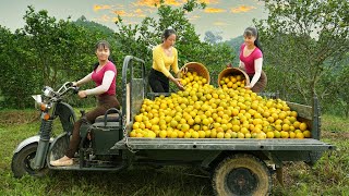 Use 3wheeled Vehicle Harvesting 400kg Orange Goes To The Market Sell  Orange Garden [upl. by Lehcar]