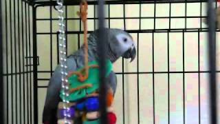 Best talking parrot in the world Clover knows 350 words with subtitles [upl. by Tedder]