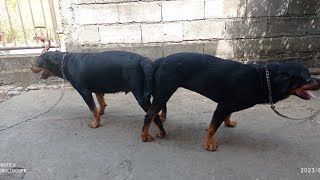 rottweiler dog mating process [upl. by Neill]