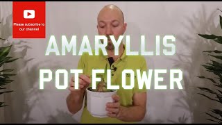 Tips and tricks Amaryllis Pot flower [upl. by Liane]