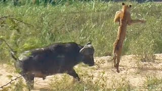 Buffalo Launches Lion into Air to Save Lizard [upl. by Avie]