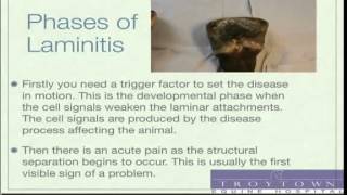 Laminitis in Horses Seminar by Equine Vet  Part 13 [upl. by Scoles]