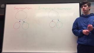 Segregation vs Independent assortment [upl. by Guarino249]