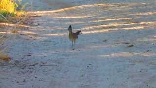 Greater Roadrunner in California Desert [upl. by Chan]