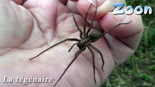 La Tégénaire une araignée qui montre de « l’affection » — domestic house spider [upl. by Eceirehs]