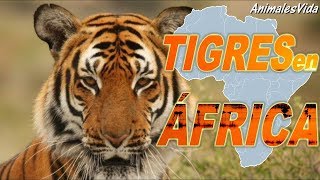 LA HISTORIA TRAS LOS TIGRES QUE VIVEN EN ÁFRICA [upl. by Wan]