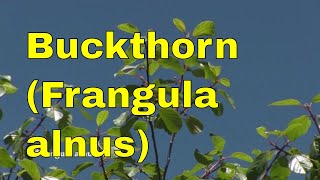 Trees Frangula alnus alder buckthorn glossy buckthorn or breaking buckthorn tree identification uk [upl. by Tiphani]