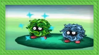 LIVE Shiny Tangela after 3952 REs in Black [upl. by Whatley193]