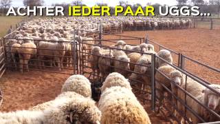 De wreedheid achter UGGlaarzen [upl. by Oswin]