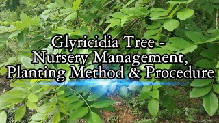 Glyricidia Gliricidia sepium MultiPurpose Tree  Nursery Management Planting Method amp Procdure [upl. by Oirrad]