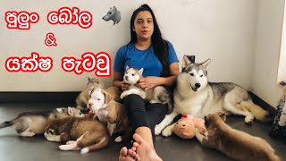 පුංචි හිම බෝල ටිකයි ❤️ යක්ෂ පැටවු ටිකයි 🐶 [upl. by Imaj]