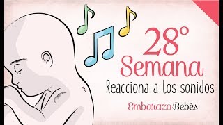 SEMANA 28 de Embarazo  7º Mes  Semana a semana [upl. by Candis]