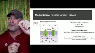 Plant Nutrition  Plants  Biology  FuseSchool [upl. by Anerehs]