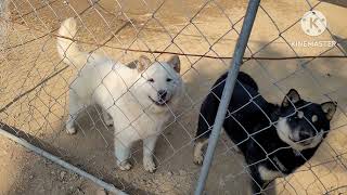 황토네진돗개 강쥐들 Korean Jindo Dog 🐕 [upl. by Kcirret812]