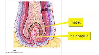 Hair Hair follicle and Nail Structure [upl. by Natelson]